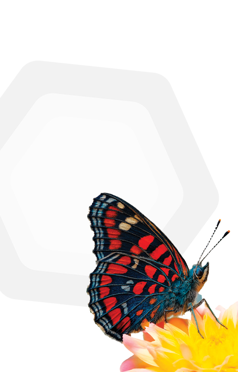 papillon tel